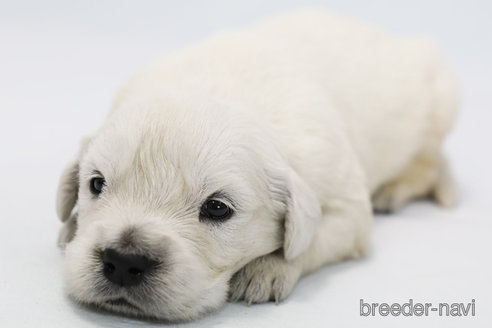 成約済の神奈川県のゴールデンレトリーバー-281112の1枚目